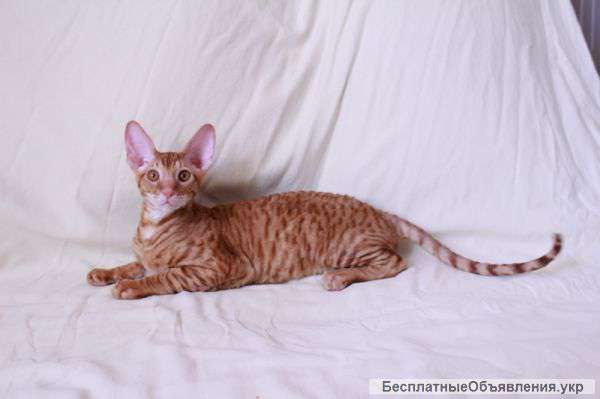 Котята Корниш Рекс