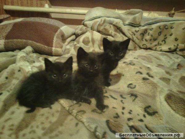 Отдам в хорошие руки