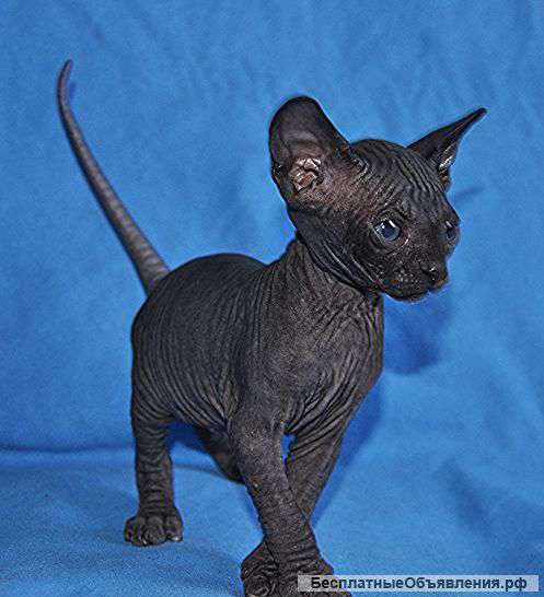 Котенок канадский сфинкс