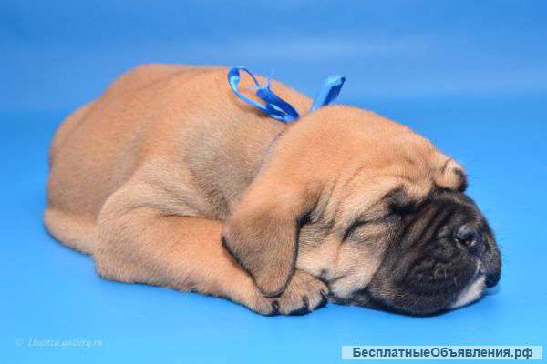 Щенки ка де бо