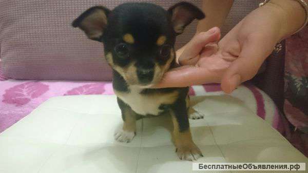 Щенки чихуахуа