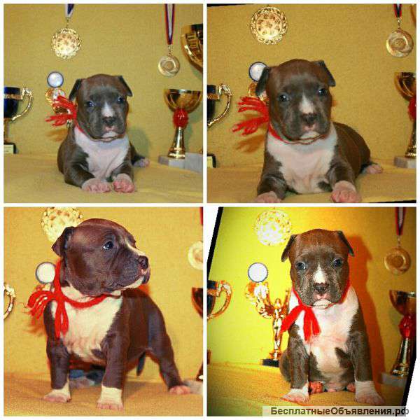 Элитные щенки Ам.стафф терьера
