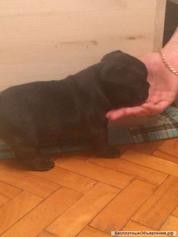 Малыши французы