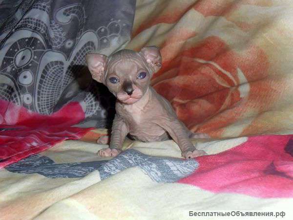 Удивительные сфинксятки