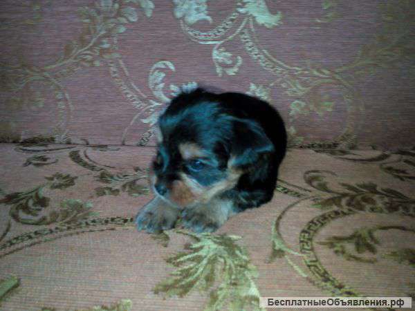 Отдам в хорошие руки