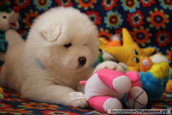 Щенки самоеда