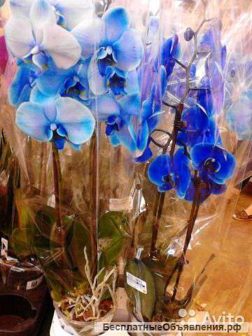 Орхидея синяя 2 ствола