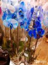Орхидея синяя 2 ствола