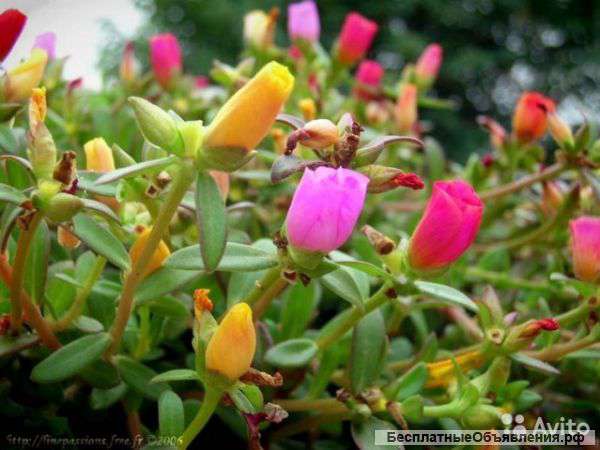 Портулак подвесной микс