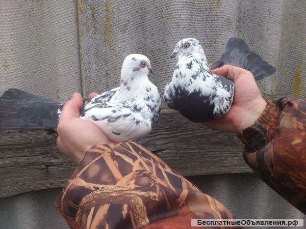 Бойных таджикских и узбекских голубей