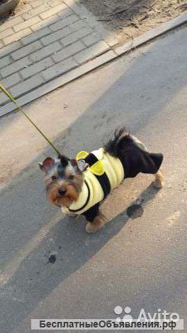 Нашего любимца