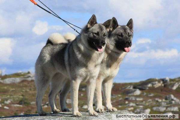 Питомник охотничьих лаек - "Silver frost"