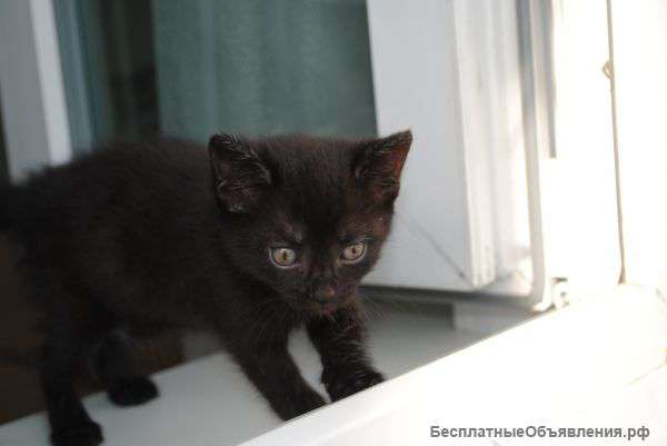 Котенок в добрые руки