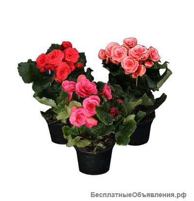 Бегония Элатиор Бориас