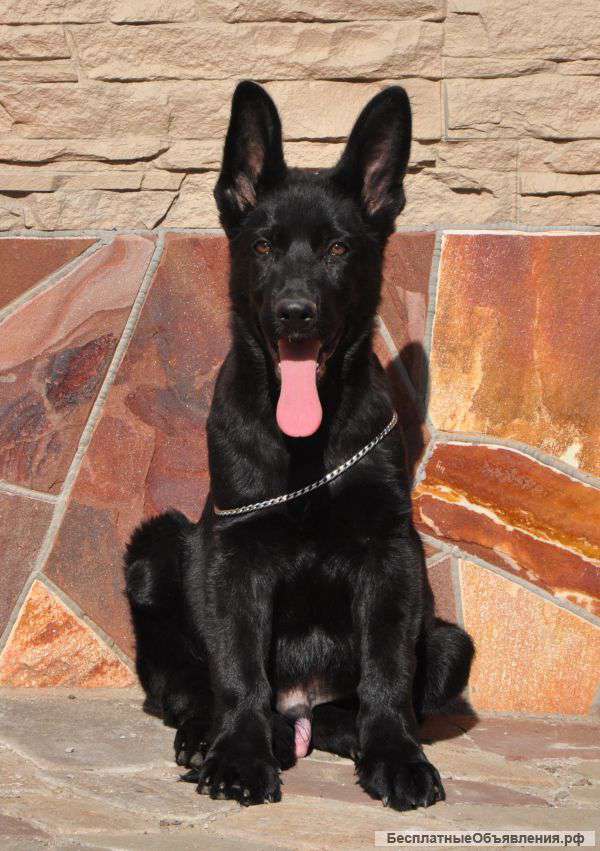 Породистые и интеллигентные черные мальчики