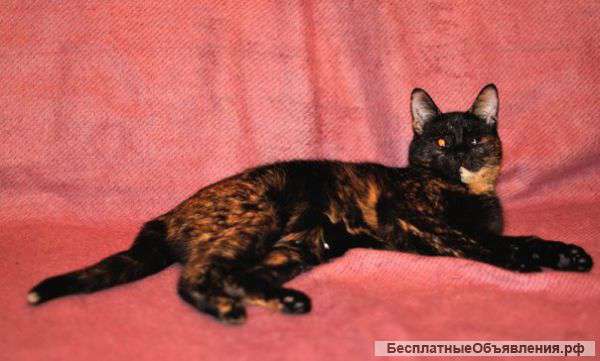 Молодая кошка Афина в добрые руки