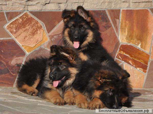 Роскошные длинношерстные девочки от известного производителя из Германии