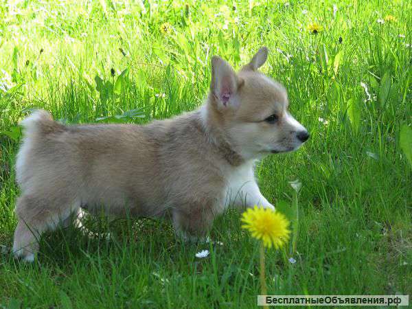 Вельш-корги-пемброка щенок