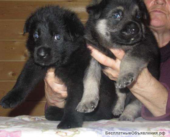 ВЕО щенки черные, чепрачные
