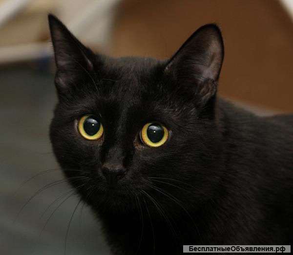 Кошка ищет дом