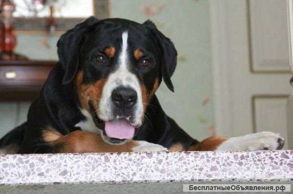 Щенки большого швейцарского зенненхунда гросс
