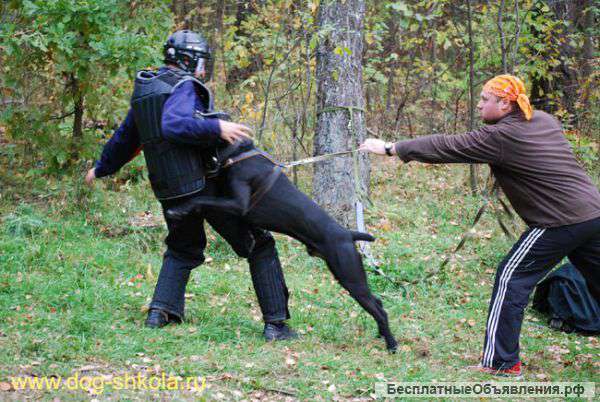 Профессиональная дрессировка собак