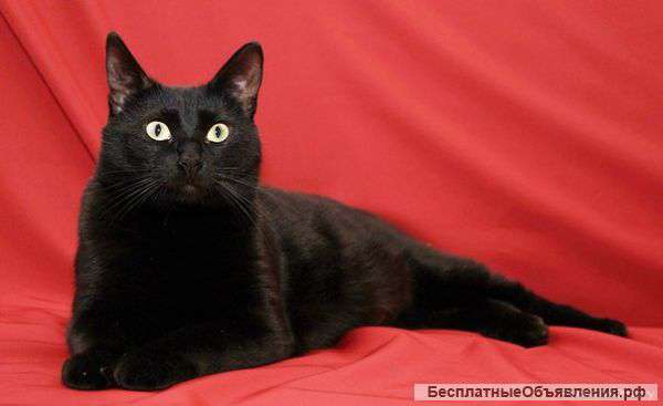 Роскошная кошка Багира в дар хорошему человеку