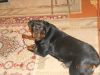 Отдам собаку