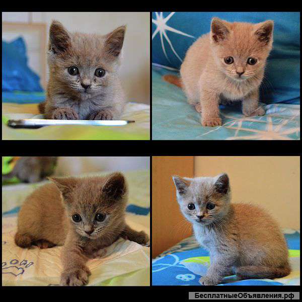 Котята шотландские (скоттиш-страит)