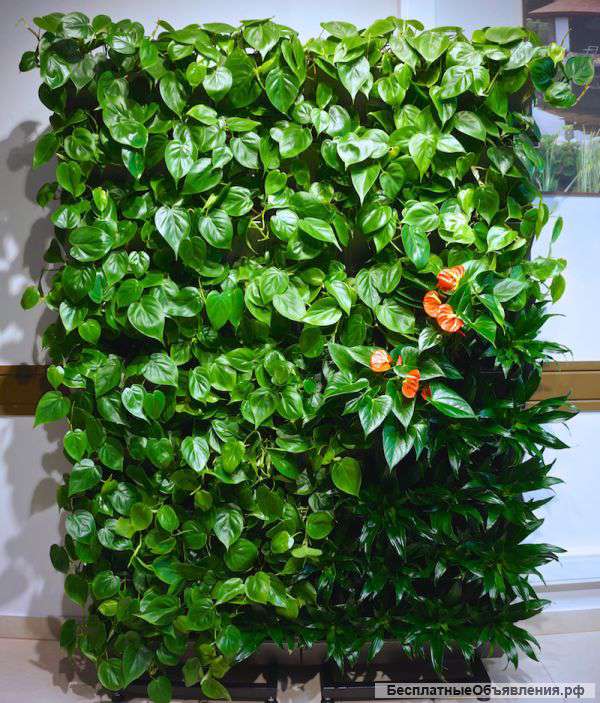 Фитостены,фитомодули с автополивом