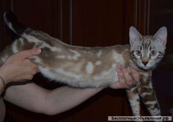 Бенгальские котята