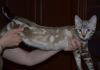 Бенгальские котята