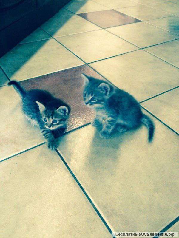 Отдам в хорошие руки