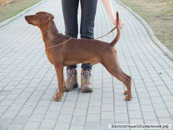 Немецкий стандартный Пинчер. Щенки.