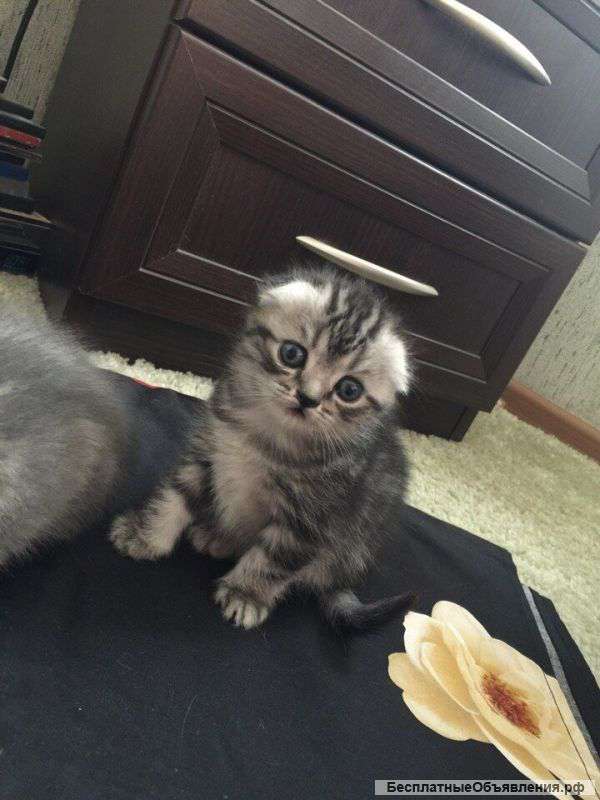 Котенка британской вислоухой породы(девочка)