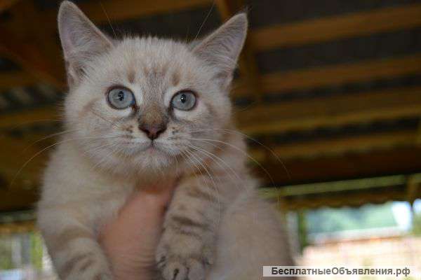 Тайская кошечка