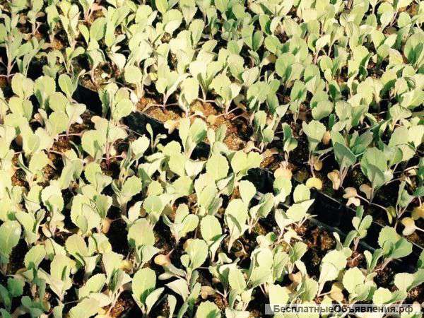 Рассада капусты