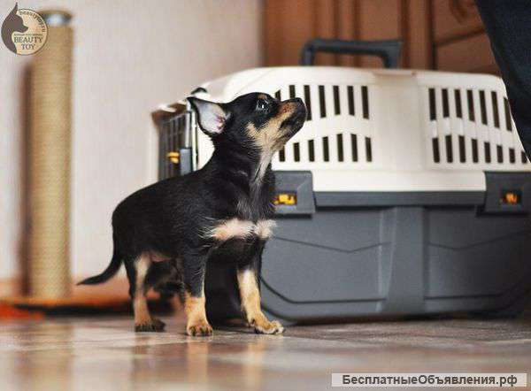 Щенка Русского Тоя