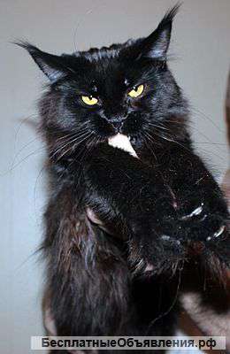 Черная жемчужина