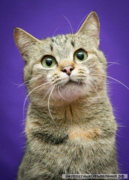 Ласковая зеленоглазая Луша в добрые руки