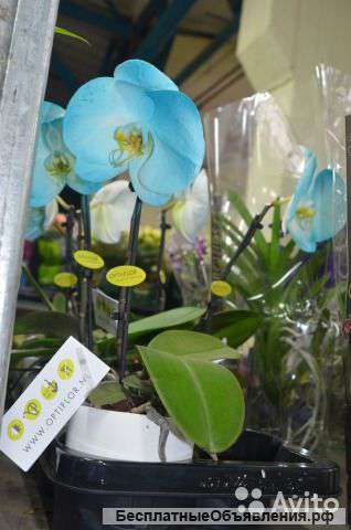 Голубая Орхидея в чаше