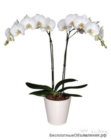 Орхидея в кашпо лечуза классико с автополивом белы
