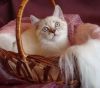 К продаже котик Scottish Straight