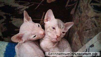 Котят