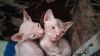 Котят
