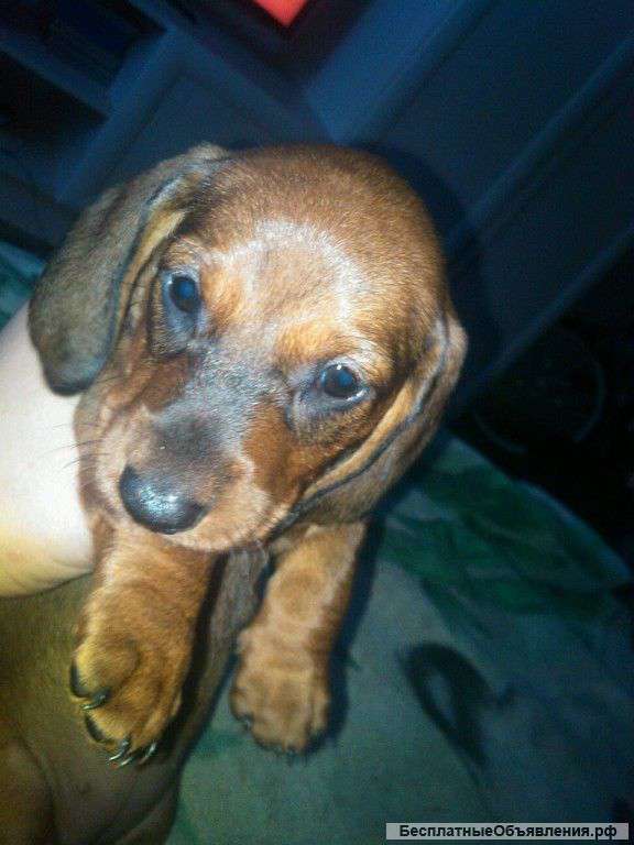 Милые щенки