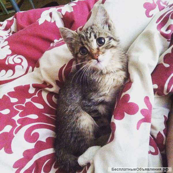Отдам котенка даром