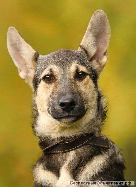 Слава – добрая собака, преданная своему дому