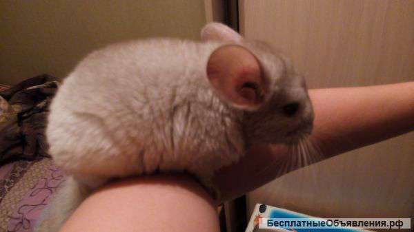 Лапочка мальчик