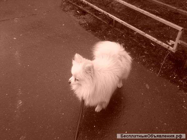 Немецкий шпиц кобель